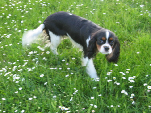 Gloriane des Amours de Marilion