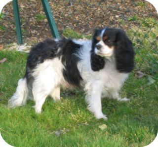 Ukelina des Amours de Marilion