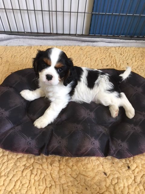 des Amours de Marilion - Cavalier King Charles Spaniel - Portée née le 11/06/2018