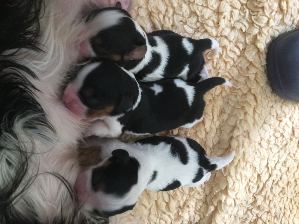 des Amours de Marilion - Cavalier King Charles Spaniel - Portée née le 07/06/2019